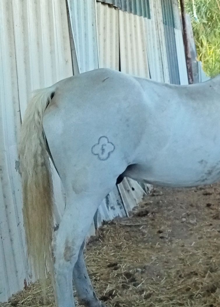 Vendo cavalo ferro quinta da foz