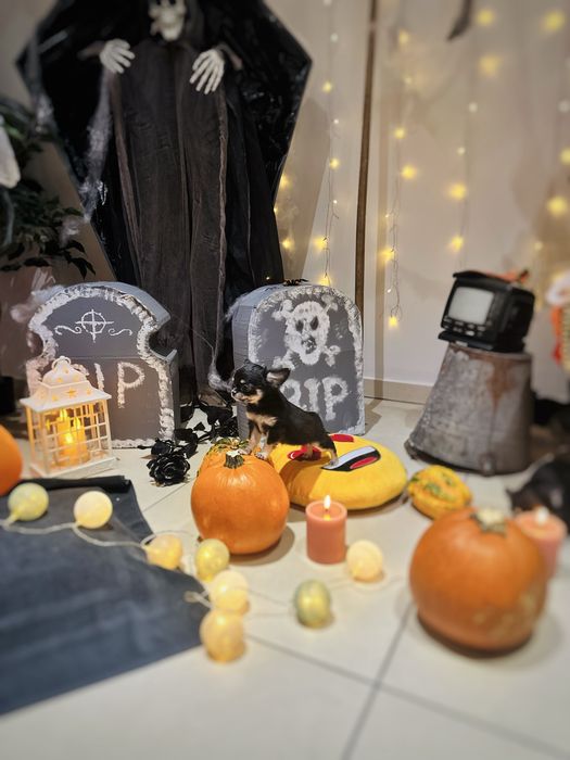 Chihuahua Długowłosa dziewczynka *ZKwP FCI*