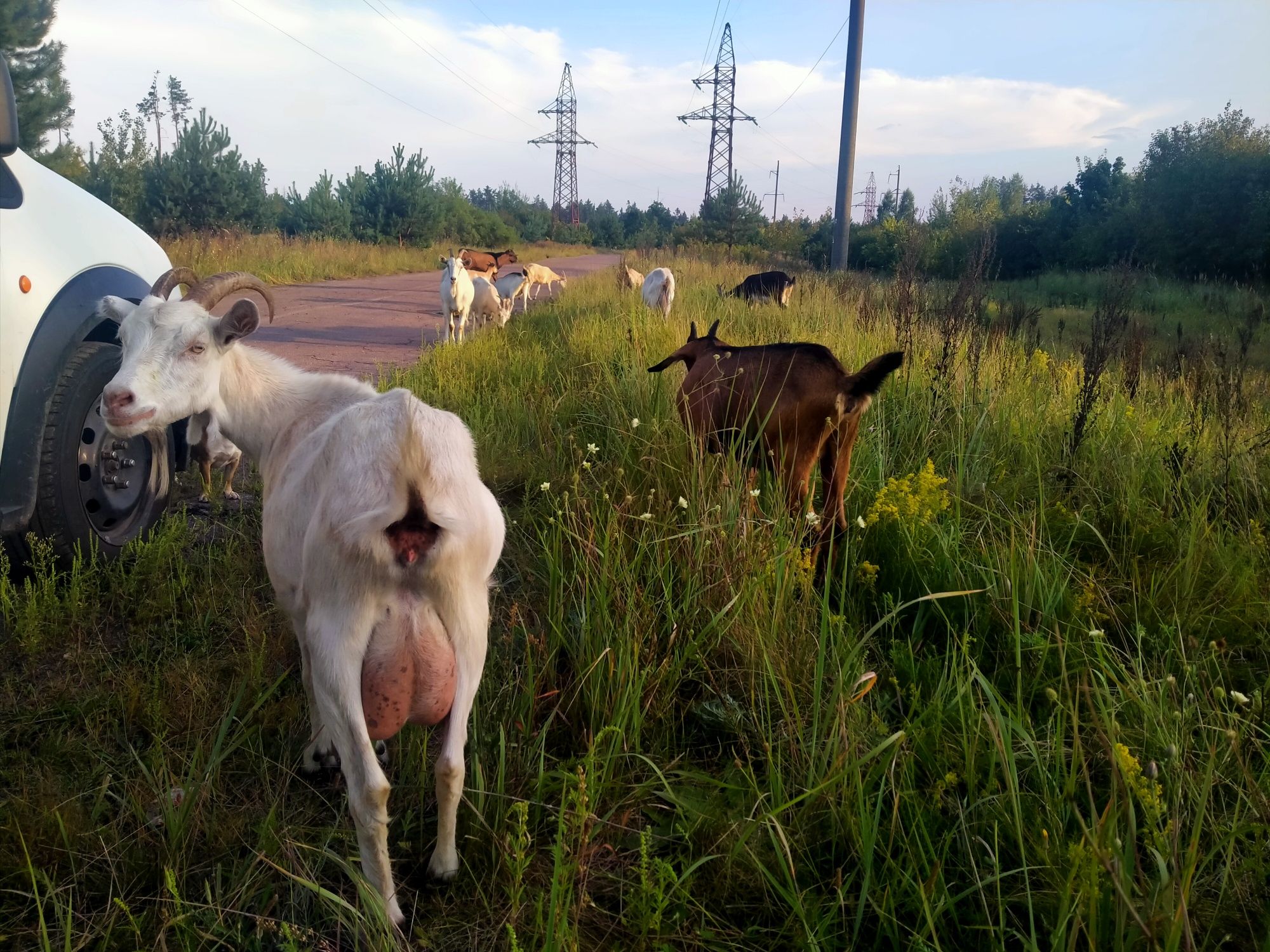 Продам кози, козенята