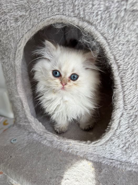 Kocurek z rodowodem pzf perski pers