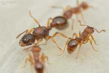 Муравьи Myrmica lonae
