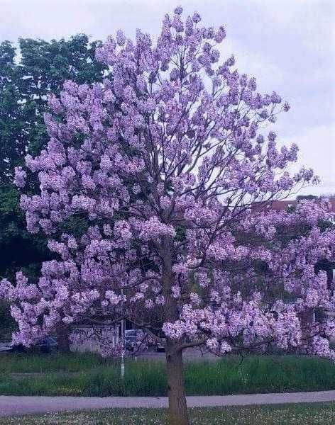 Oxygen tree drzewo tlenowe ShanTong Paulownia sadzonki