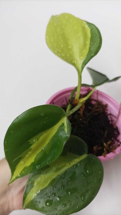 Філодендрон Бразил. Мірт варієгатний