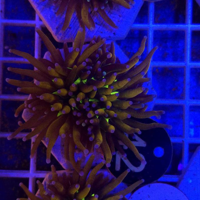 Euphyllia Cristata Tiger Torch XL WYSIWYG #42