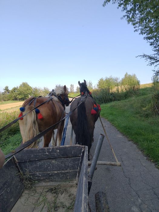 Witam sprzedam klacz