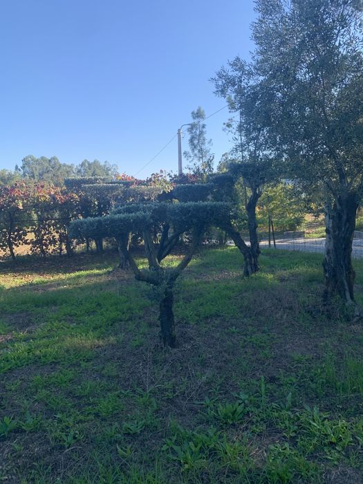Oliveiras selecionadas
