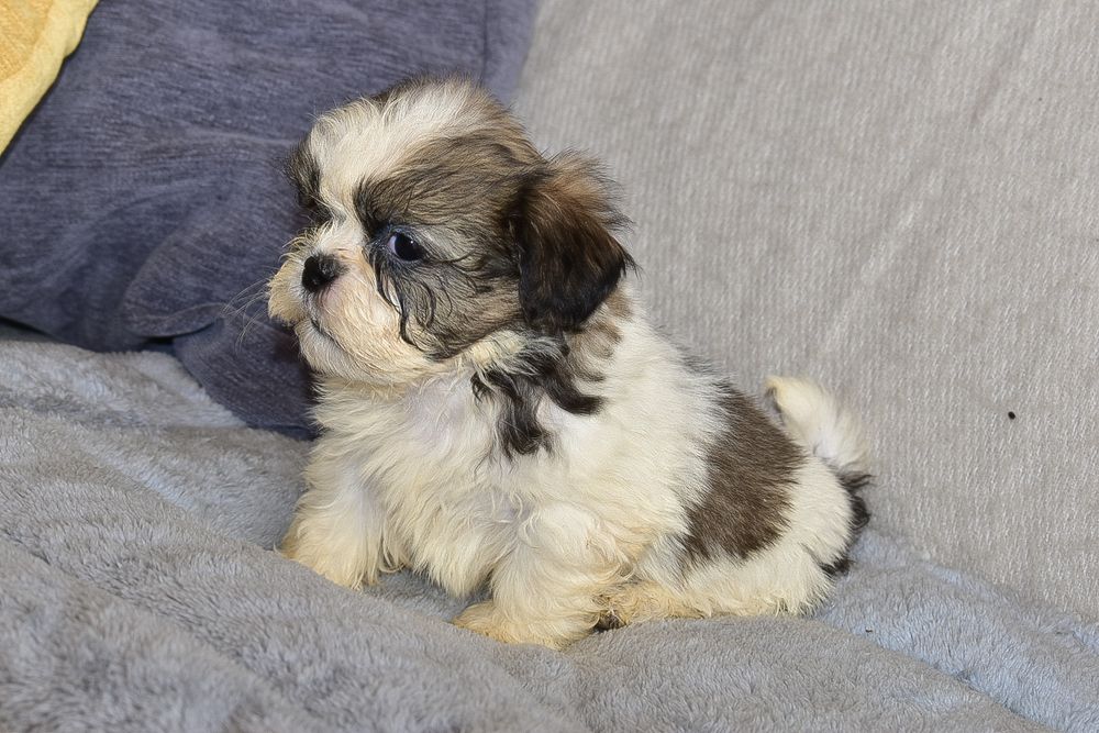 Shih-tzu macho disponível