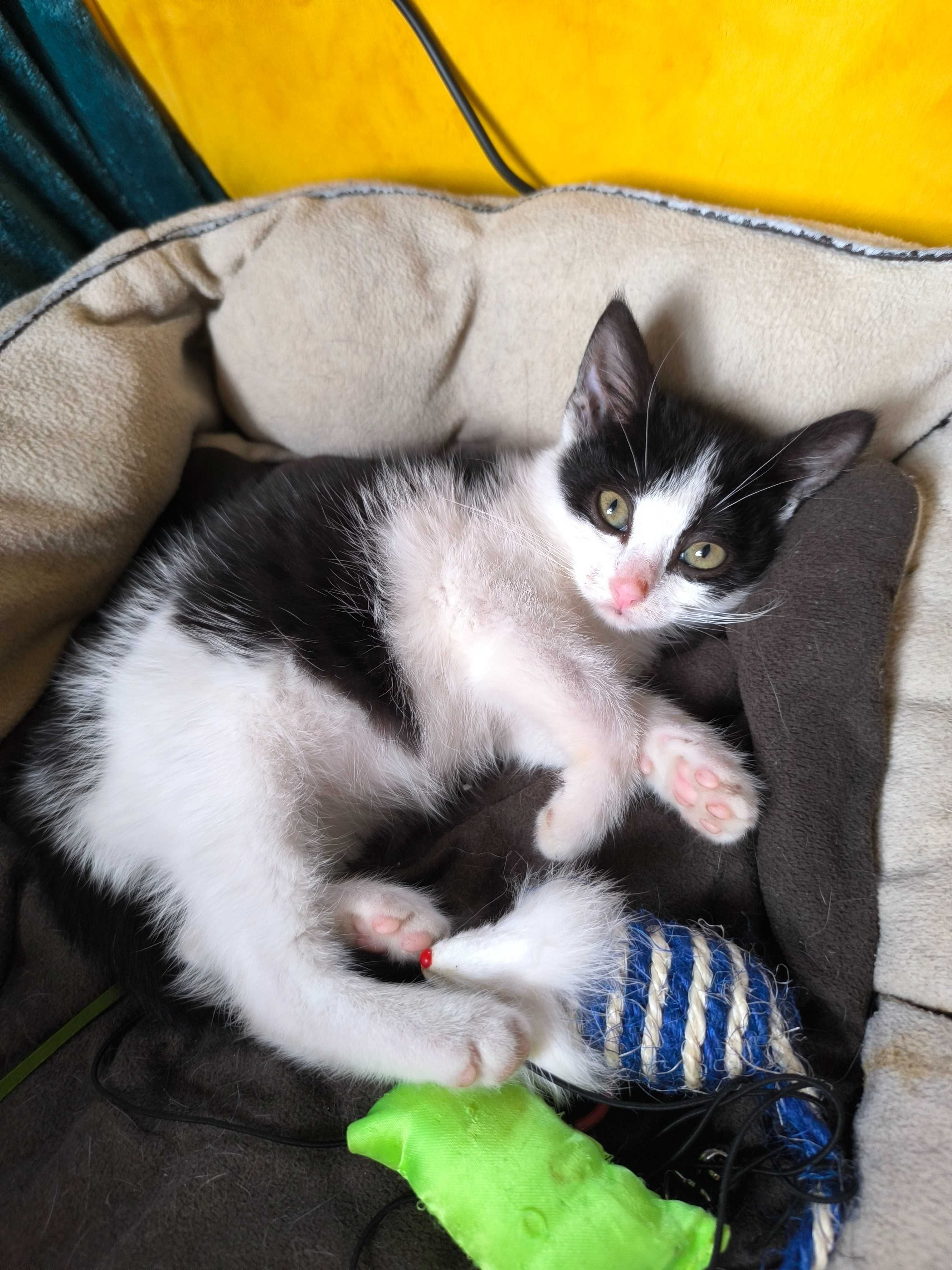 Mała kotka do adopcji !