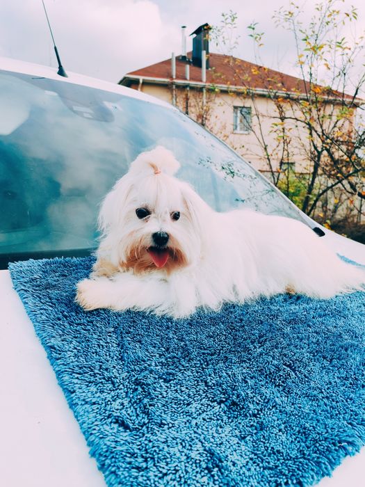 Неймовірна красуня мальтезе