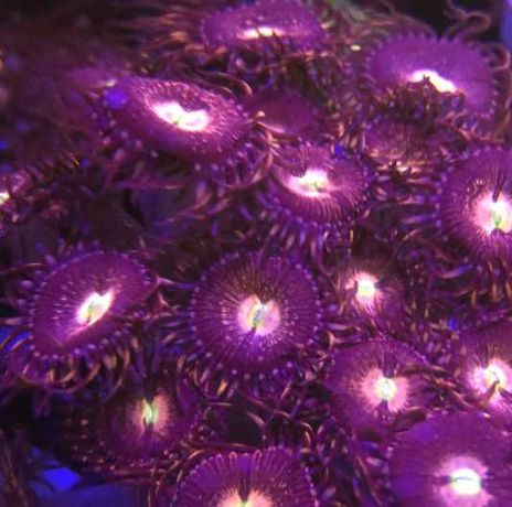 Zoanthus Purple Bee koralowce morskie akwarium
