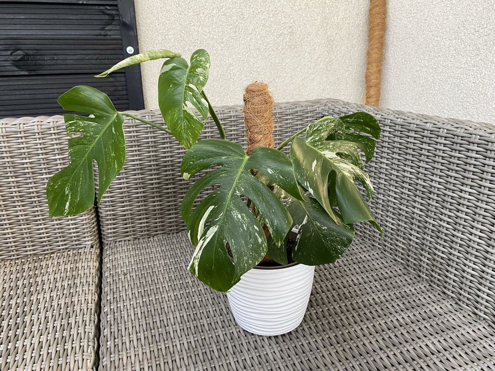 Monstera Deliciosa Variegata, pięknie wybarwiona