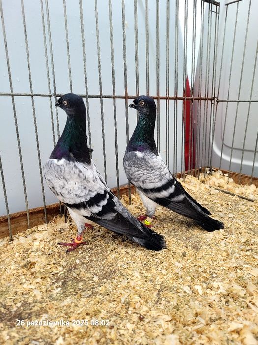 Gołębie budapeszty I deresze