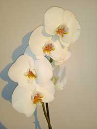 Орхідея фаленопсис біла крупна з цікавою губою