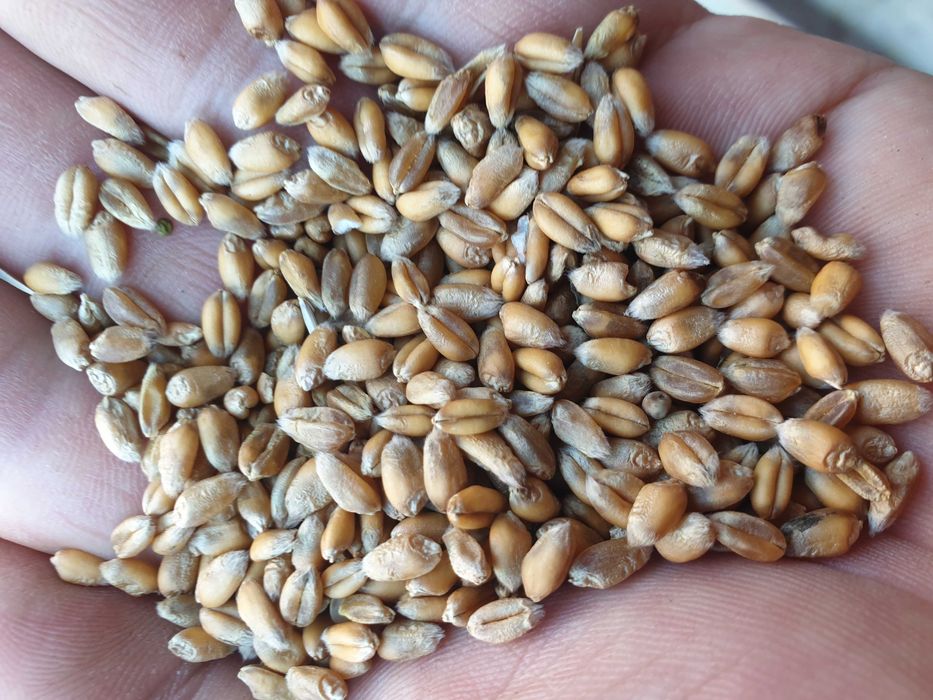 Pszenica ozima,zimowa EUFORIA