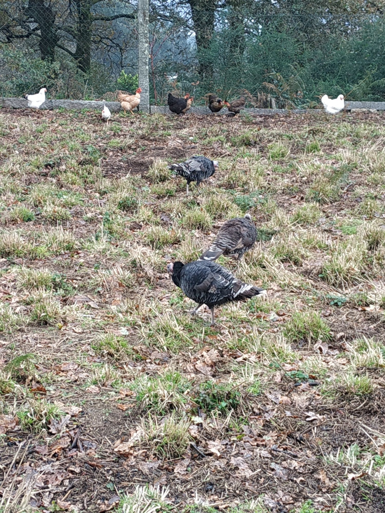 Patos perus frangos galinhas