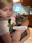 Małe kotki, za darmo bez umowy adopcyjnej