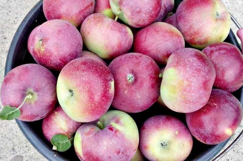 Jabłka EKOLOGICZNE Cortland, Idared i inne