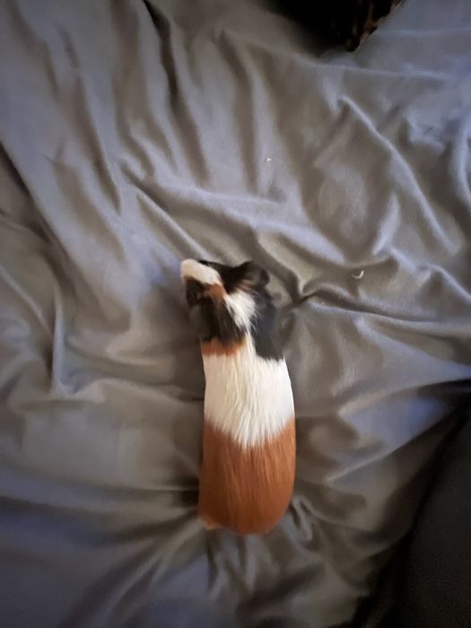 Swinka morska młoda