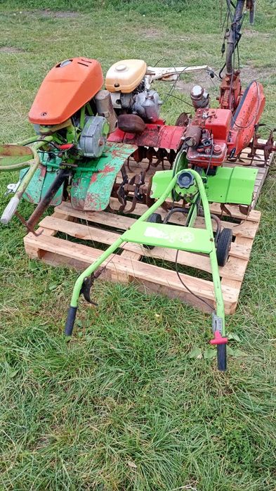 Glebogryzarka ogrodnicza agria