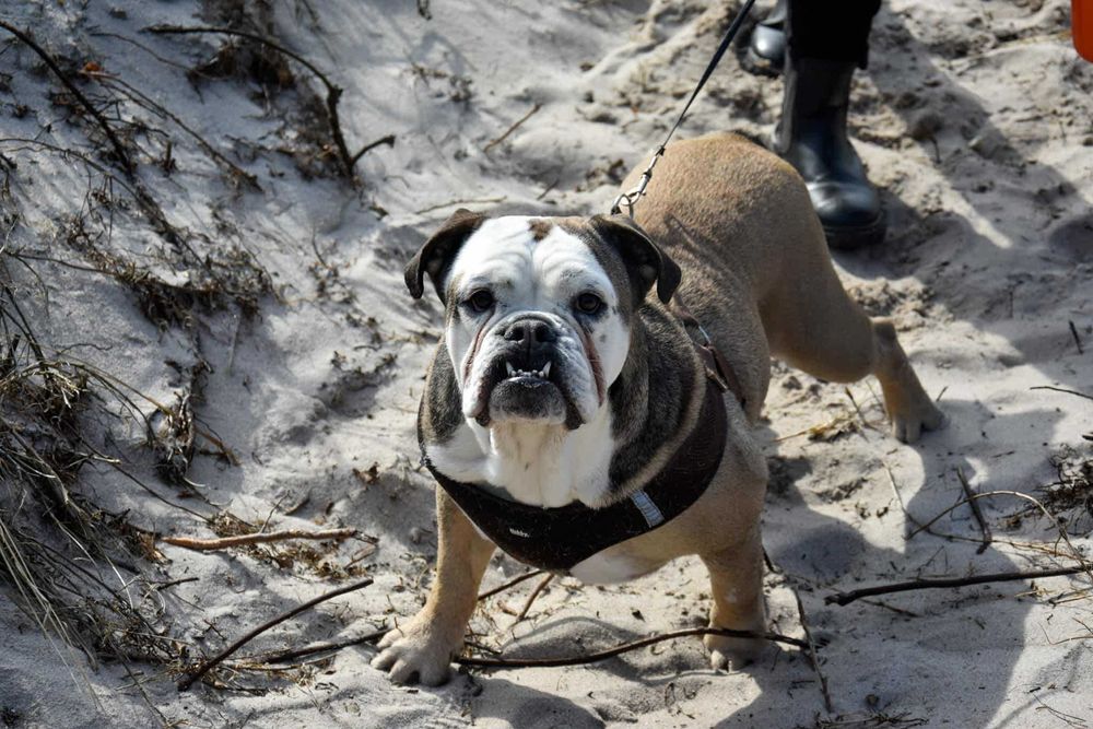 Oddam psa, mieszaniec boksera z buldogiem angielskim