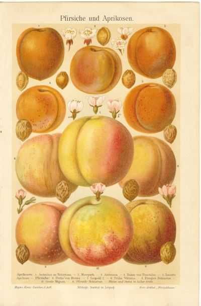 Owoce  oryginalne XIX w. chromolitografie do aranżacji wnętrza wysyłka
