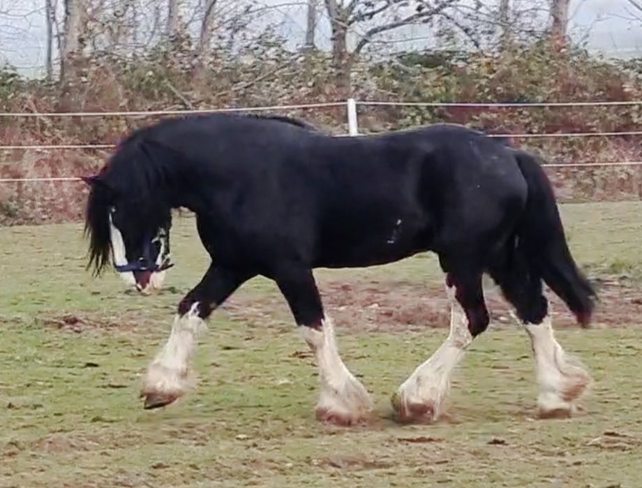 Piękny Shire Horse ogier (SHS)
