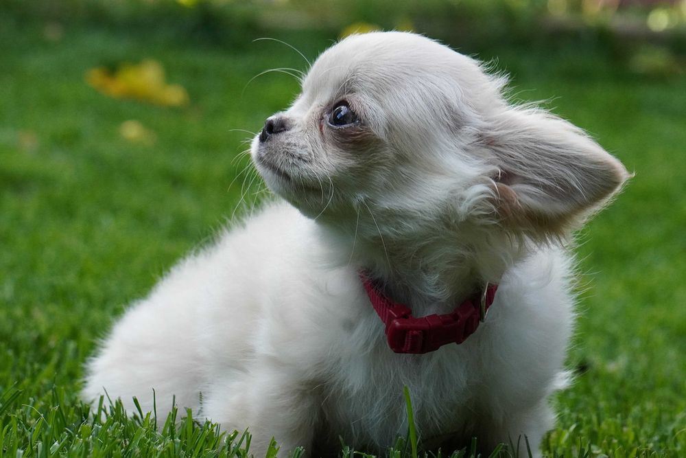 Suczka chihuahua długowłosa - szczeniak