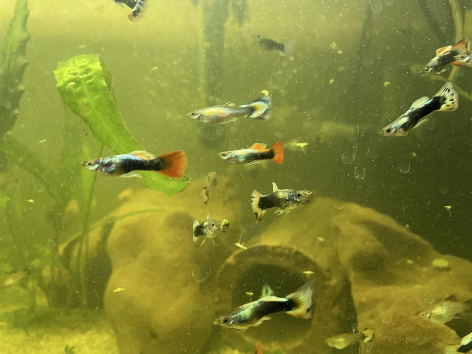 Гуппі безкоштовнр