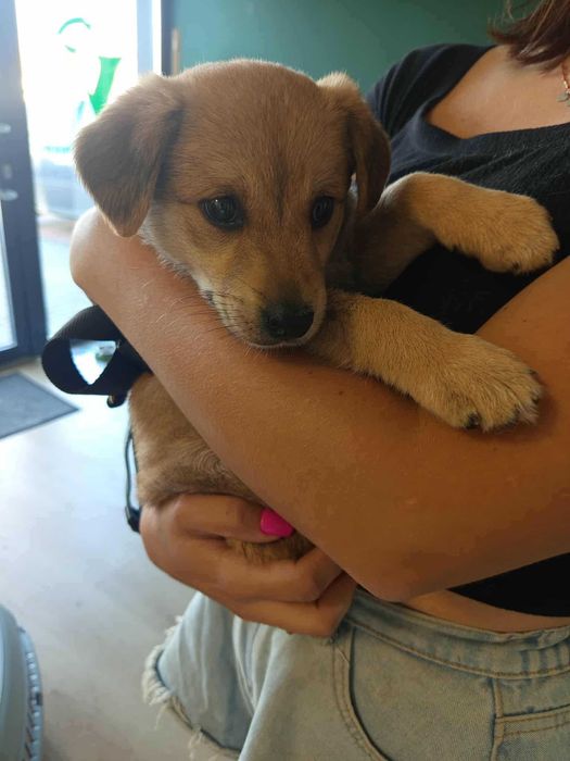 SKY - słodka sunia do adopcji , 4 miesiące