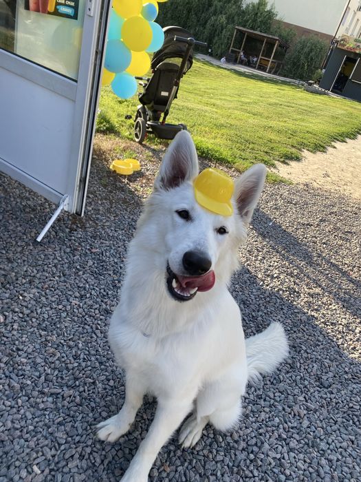 Швейцарская овчарка. Подарим!