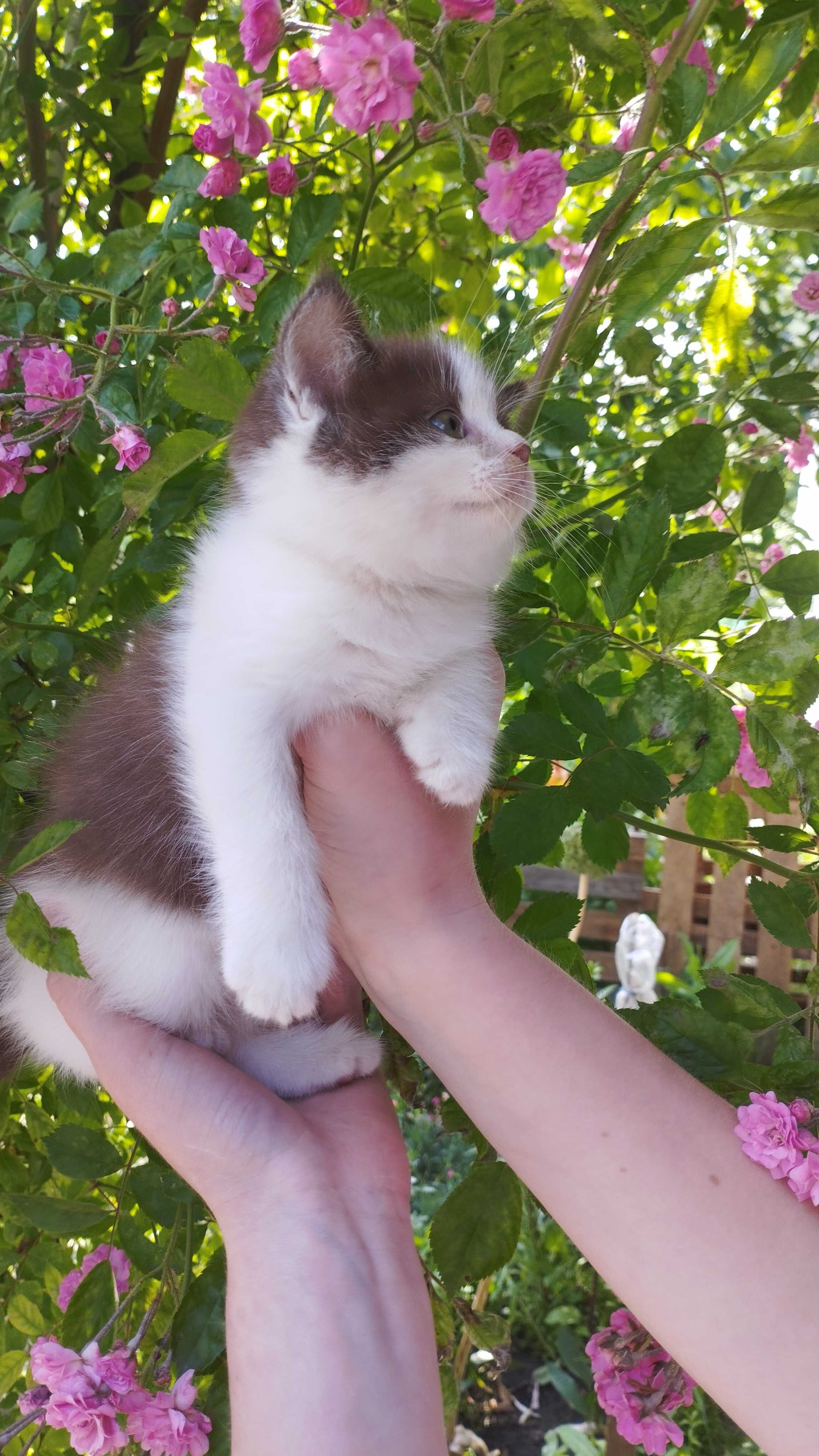 Пухнастий шотландський  котик