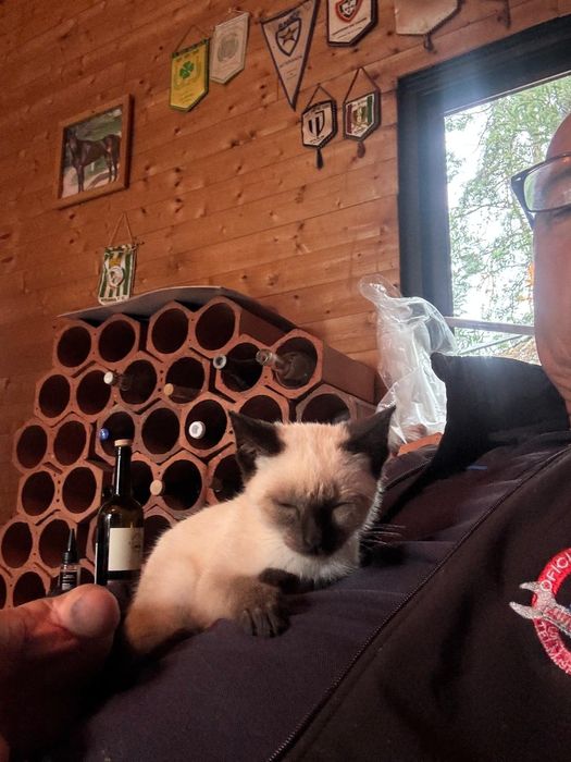 Gatinha para adopção