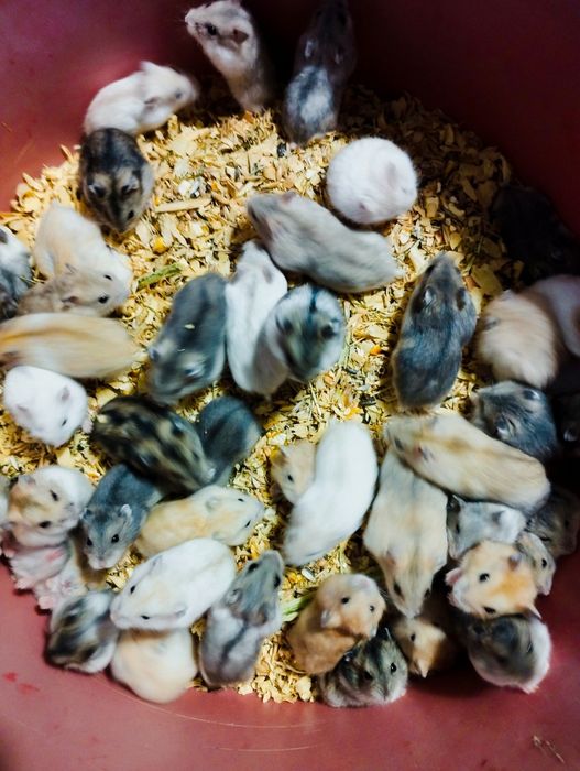 Жовті двух колір джунгарські хом'ячки мандаринові