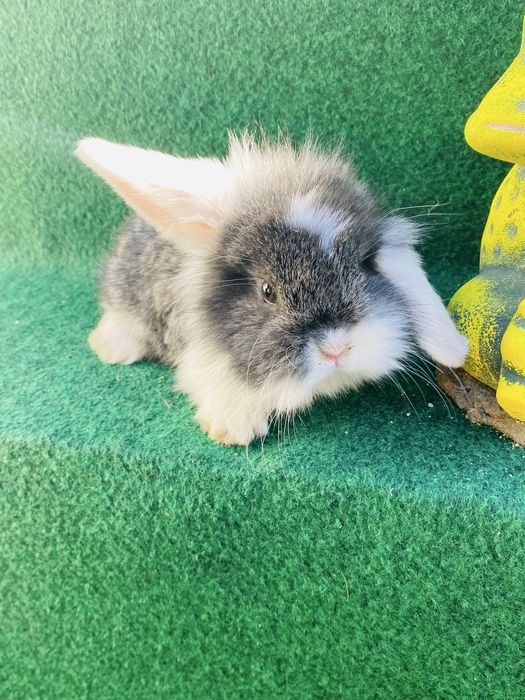 Coelho anao mini lop