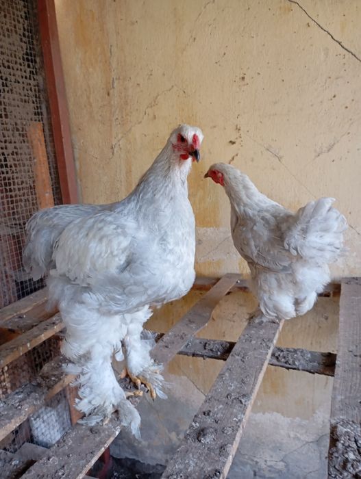 Brahma olbrzymia kury koguty w para lawendowe niebieskie ch