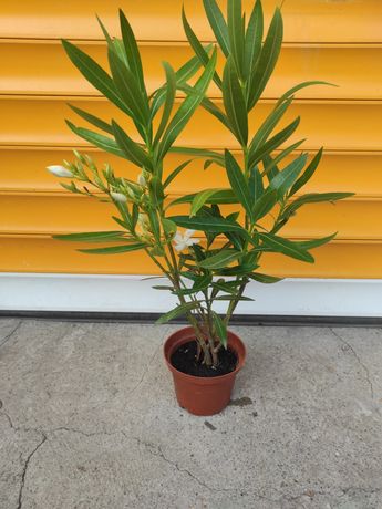 Biały oleander, wysokość około 50 cm