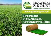 Trawniki z rolki Green Grass/ Trawa plantacja/ Producent