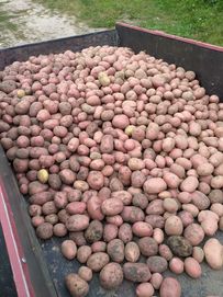 Ziemniaki wiejskie Ricarda