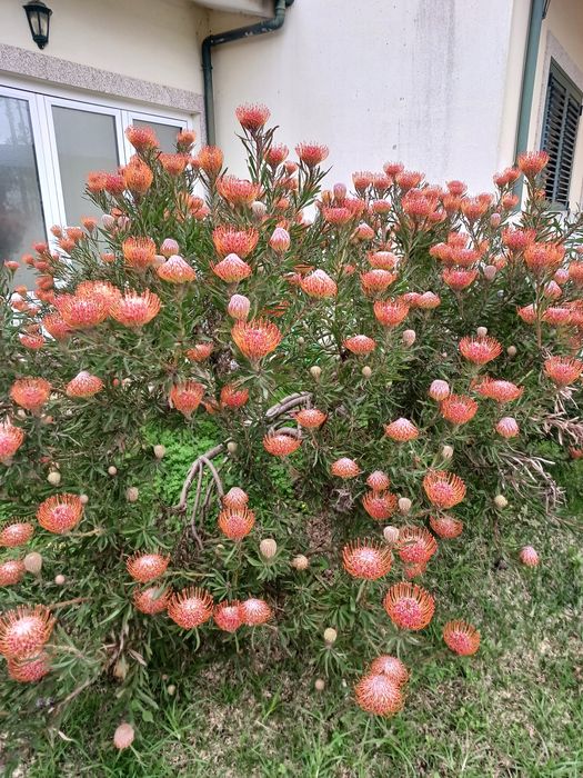 Proteias para florista
