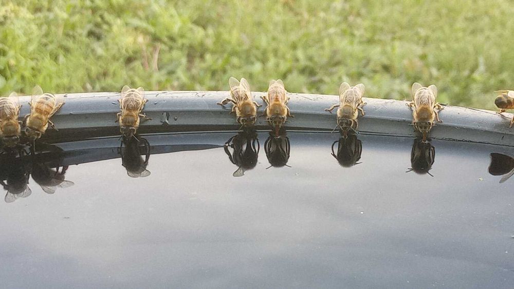 Продаются пчелосемьи,пчелопакеты. Порода карника,бакфаст кордован.