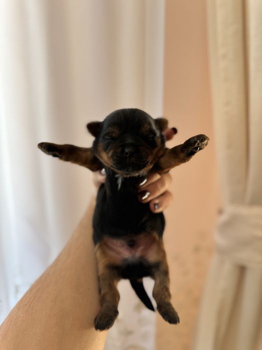 Йорчик терєр хлопчик