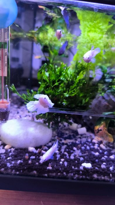Betta fêmea adulta
