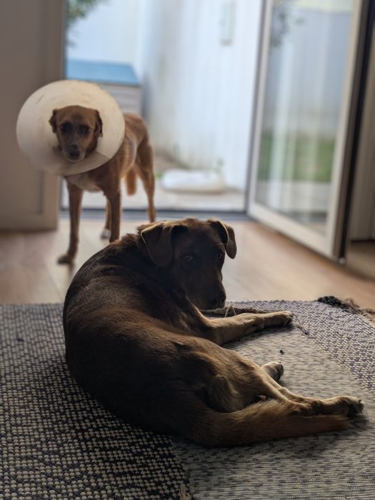 Pet sitting e pet walking