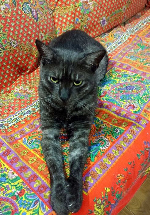 Kot Denzel czeka na adopcję