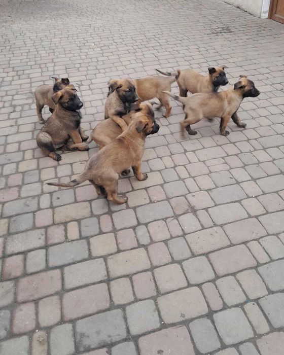 Продам цуценята малінуа