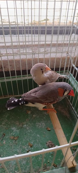 Zeberki parki lęgowe