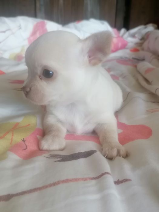 Chihuahua branco macho mini