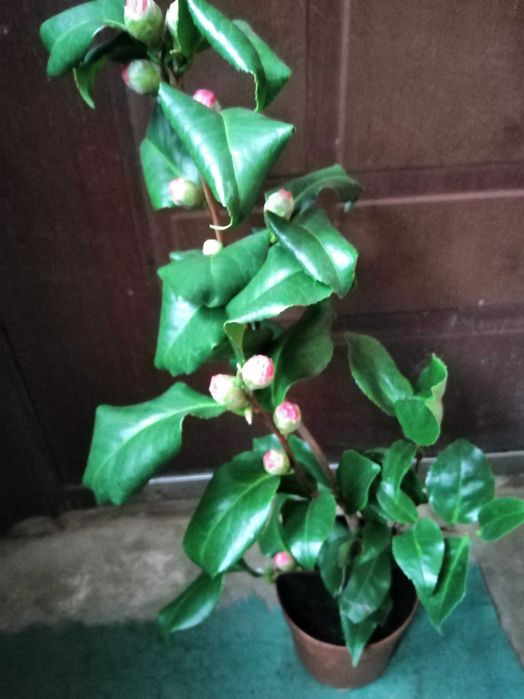 Камелія, мімоза, стреліція, і інші кімнатні.