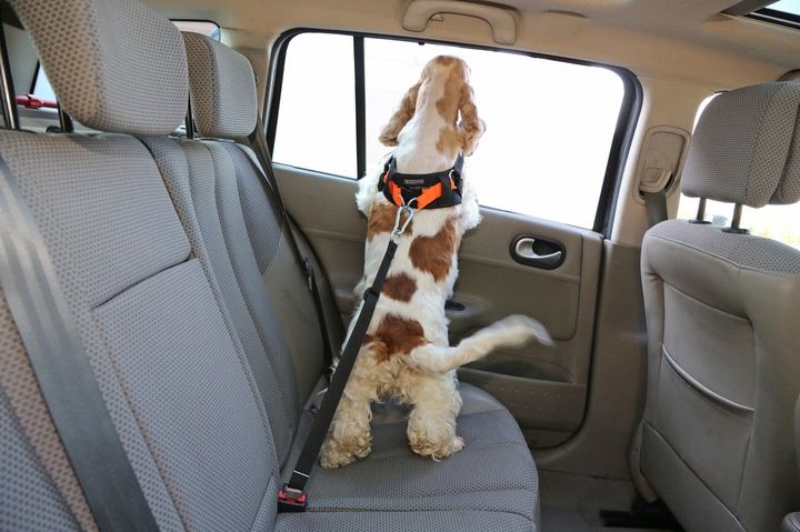 Smycz, Pasy Szelki bezpieczeństwa do samochodu dla psa KARDIFF AIR 3D