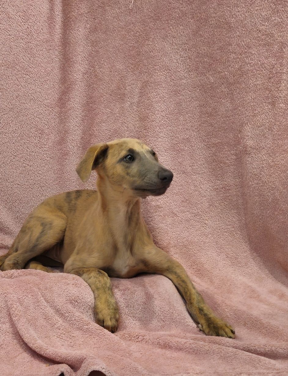 Chart angielski whippet piesek-Lolek
